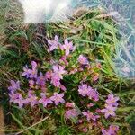 Centaurium littoraleFlower