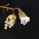 Piliostigma thonningii Λουλούδι