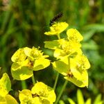 Euphorbia esula Flower