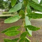 Quercus laurifolia Blad