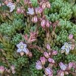 Sedum hirsutum Kwiat