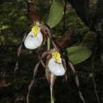 Cypripedium montanum Blüte