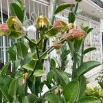 Euphorbia bracteata Flower