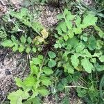 Rorippa palustris Yaprak