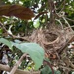 Clerodendrum quadriloculare عادت