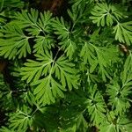 Dicentra canadensis Blatt