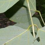 Erythrina globocalyx 叶