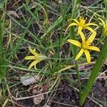 Gagea lutea Leaf