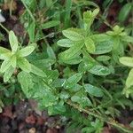 Genista tinctoria Blad