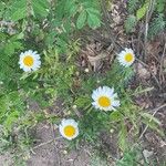 Leucanthemum monspeliense Flower