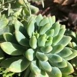 Sedum pachyphyllum Hostoa