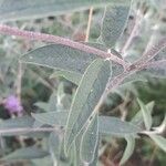 Buddleja davidii Leaf