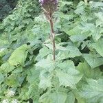 Lactuca alpina Leaf