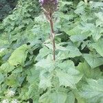 Lactuca alpina Blad