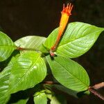 Cuphea appendiculata 花