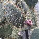 Opuntia phaeacantha Froito