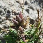 Oxytropis campestris Mbuma