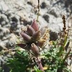 Oxytropis campestris Плід