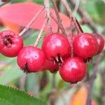 Aronia arbutifolia Fruit