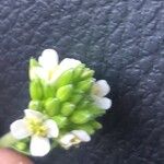 Turritis glabra Virág