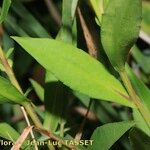 Symphyotrichum × versicolor Leaf