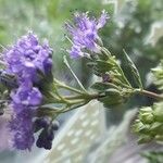 Caryopteris × clandonensisBlomst