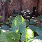 Colocasia esculenta Habit