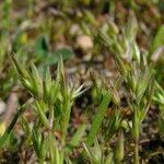 Sabulina tenuifolia عادت داشتن