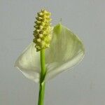 Spathiphyllum wallisii Flower