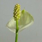 Spathiphyllum wallisii Квітка