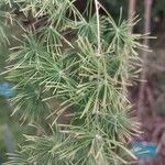 Asparagus retrofractus Leaf