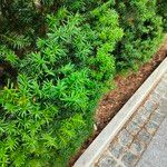 Taxus canadensis 葉