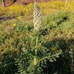 Reseda alba Flower