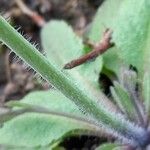 Arabidopsis thaliana Bark