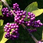 Callicarpa americana ഫലം