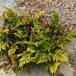 Asplenium adiantum-nigrum 整株植物