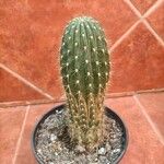 Echinopsis huascha Hoja