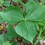 Trillium flexipes 叶