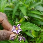 Solanum muricatum 花