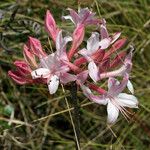 Rhododendron atlanticum Flor