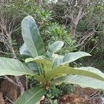 Ficus auriculigera Blad