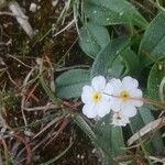 Myosotis corsicana Flower