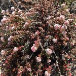 Eriogonum parvifolium Hábito