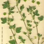 Medicago scutellata Otro