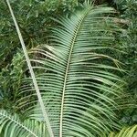 Acanthophoenix rubra Leaf