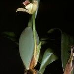 Maxillaria variabilis Кветка