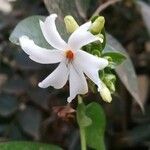 Nyctanthes arbor-tristis Floare