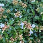 Abelia chinensis Flower