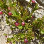 Vaccinium myrtillus Alkat (teljes növény)