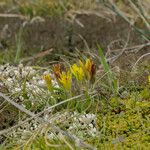 Gagea bohemica Fula